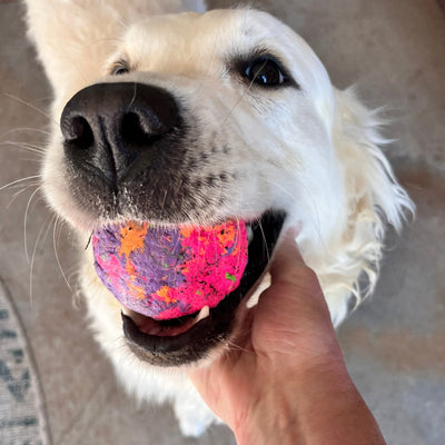 Wunderball Dog Toy