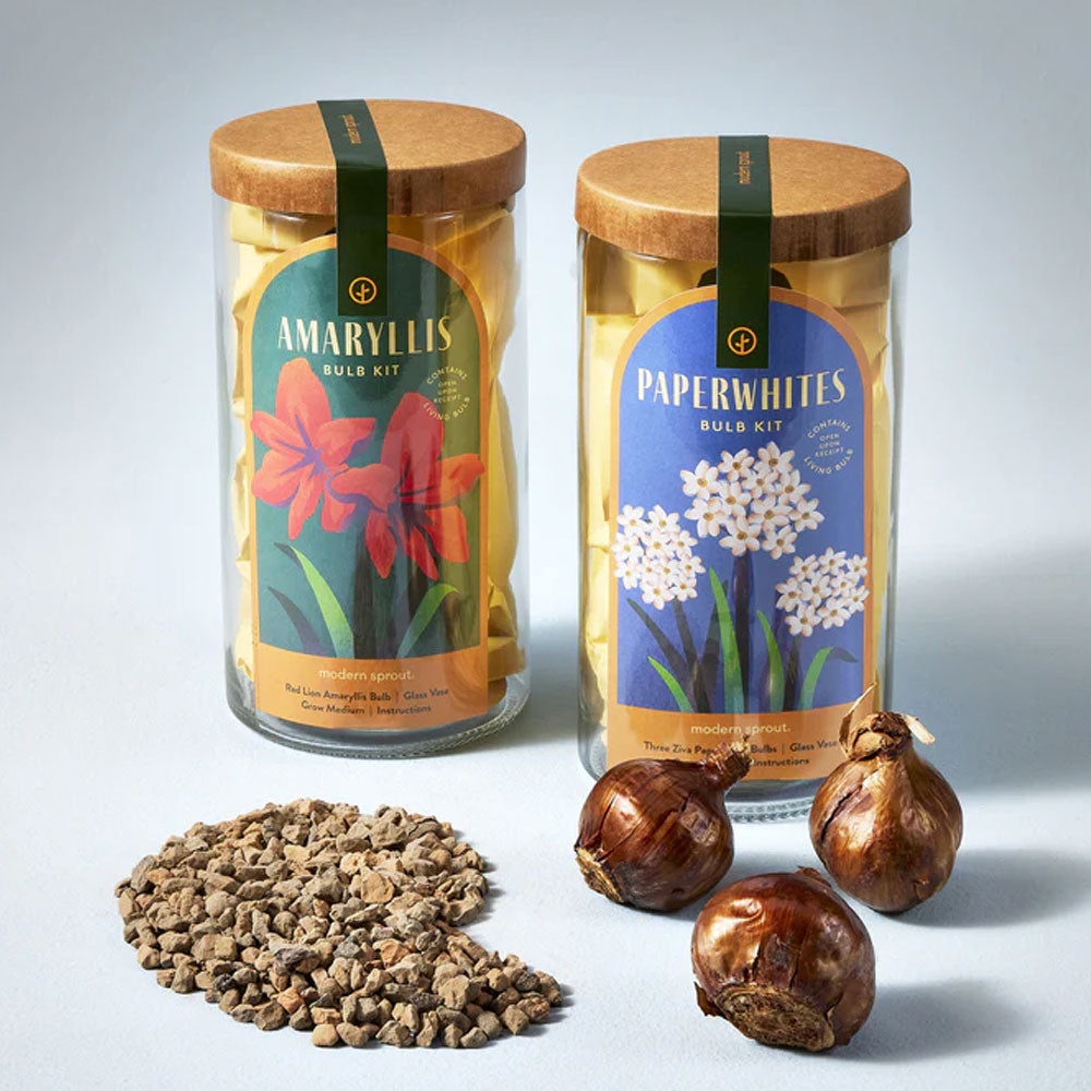 Winter Flower Bulb Kits