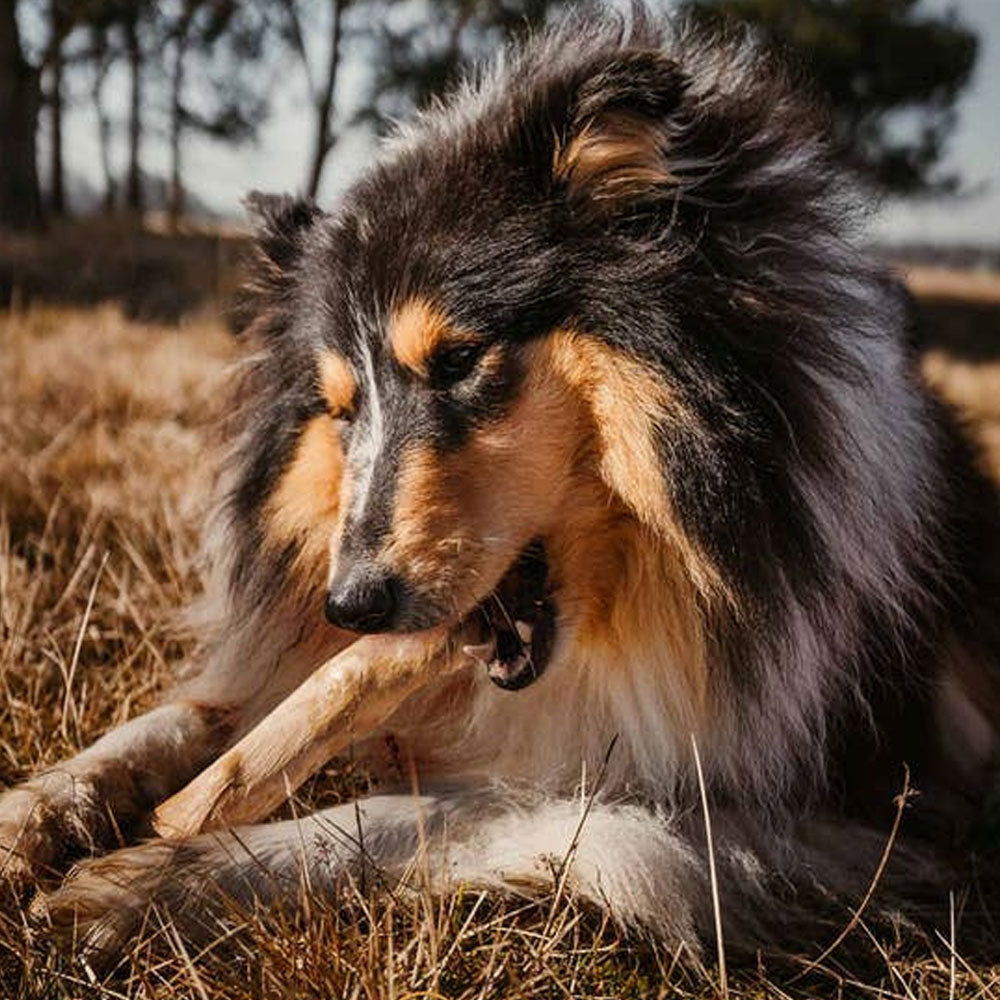 Coffee Wood Chew Sticks for Dogs