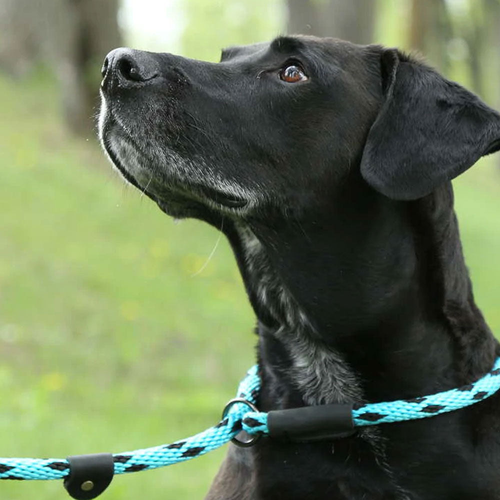 Large Slip Leash 1/2" x 6'